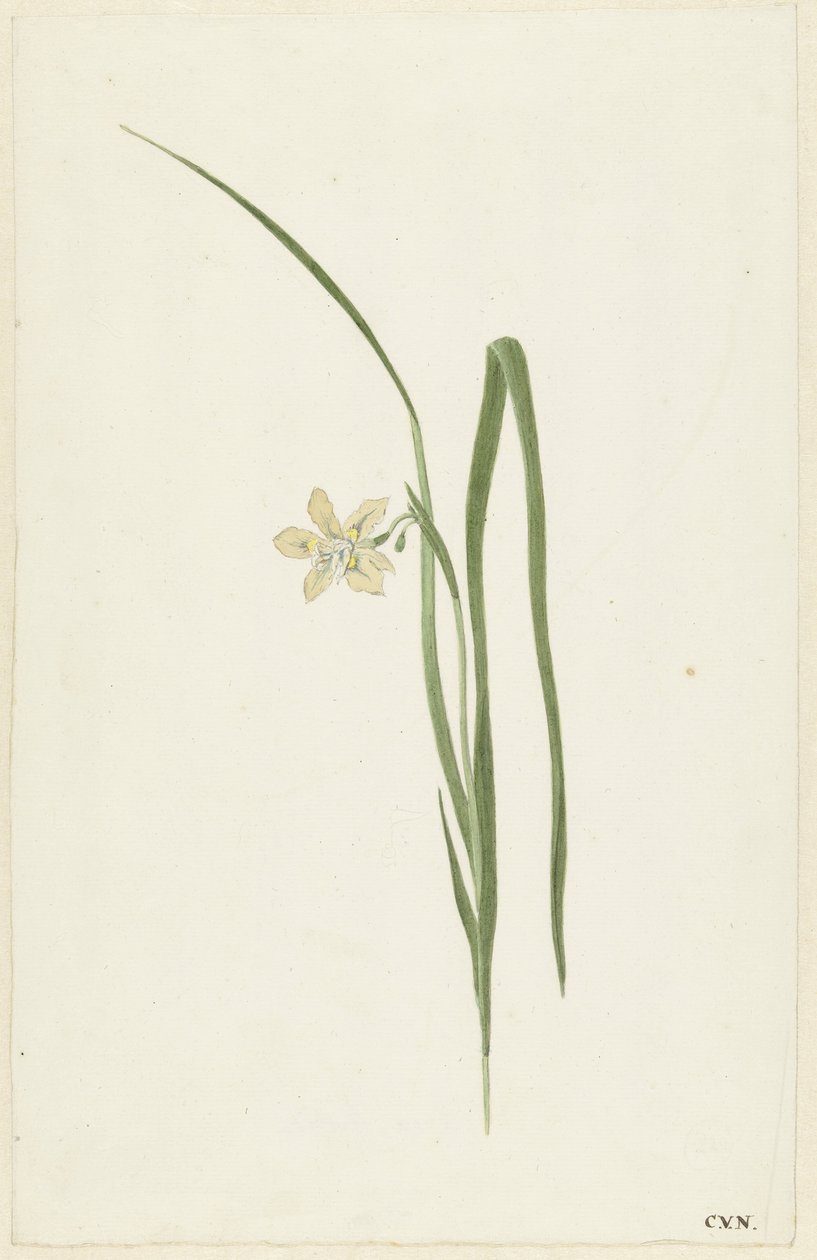 Iris da Cornelis van Noorde