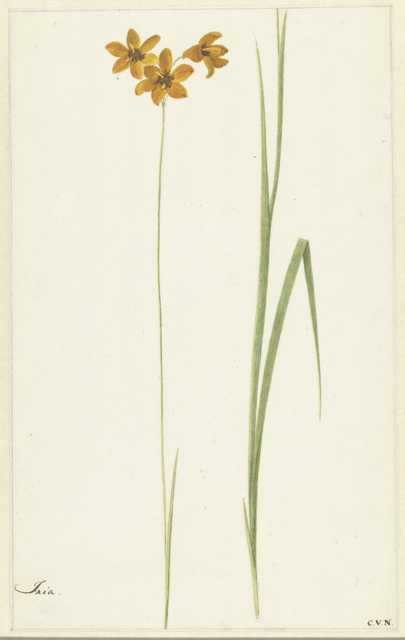 Ixia da Cornelis van Noorde