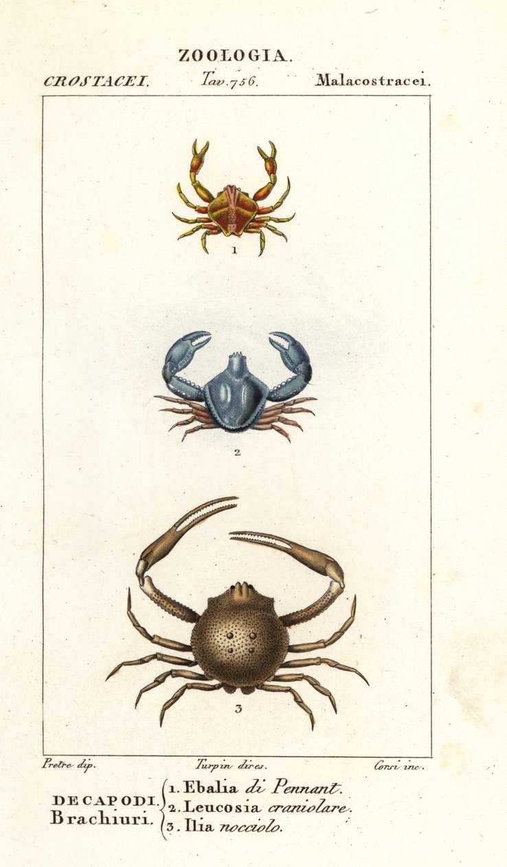 Specie di granchio da Corsi Corsi