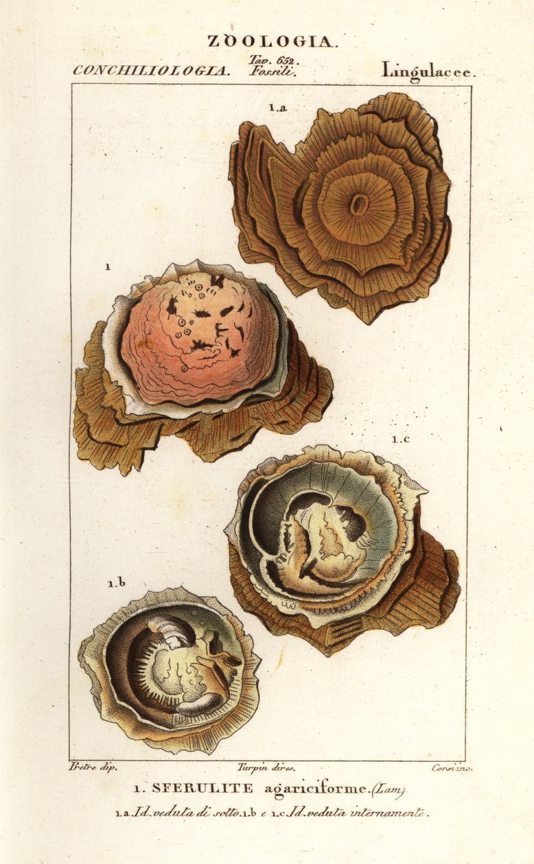 Sferuliti agariciformi da Corsi Corsi