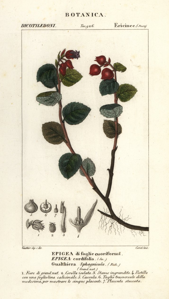 Teaberry, Gaultheria domingensis da Corsi Corsi