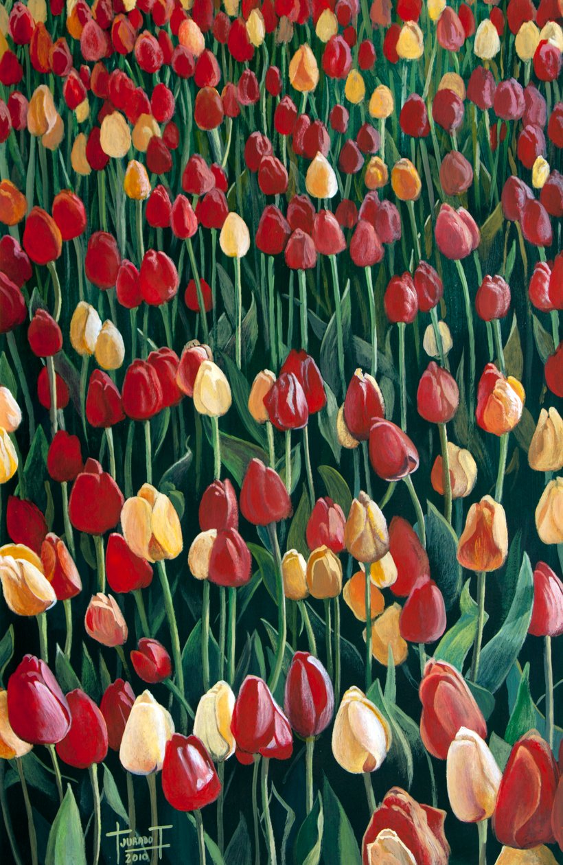 Tulipani da Cruz Jurado Traverso