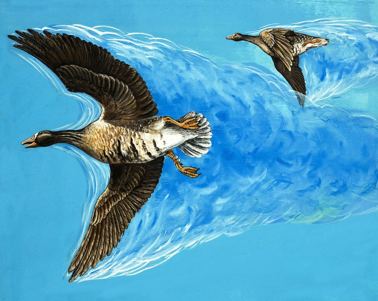 Turbolenza causata dal volo degli uccelli da D. Makele.