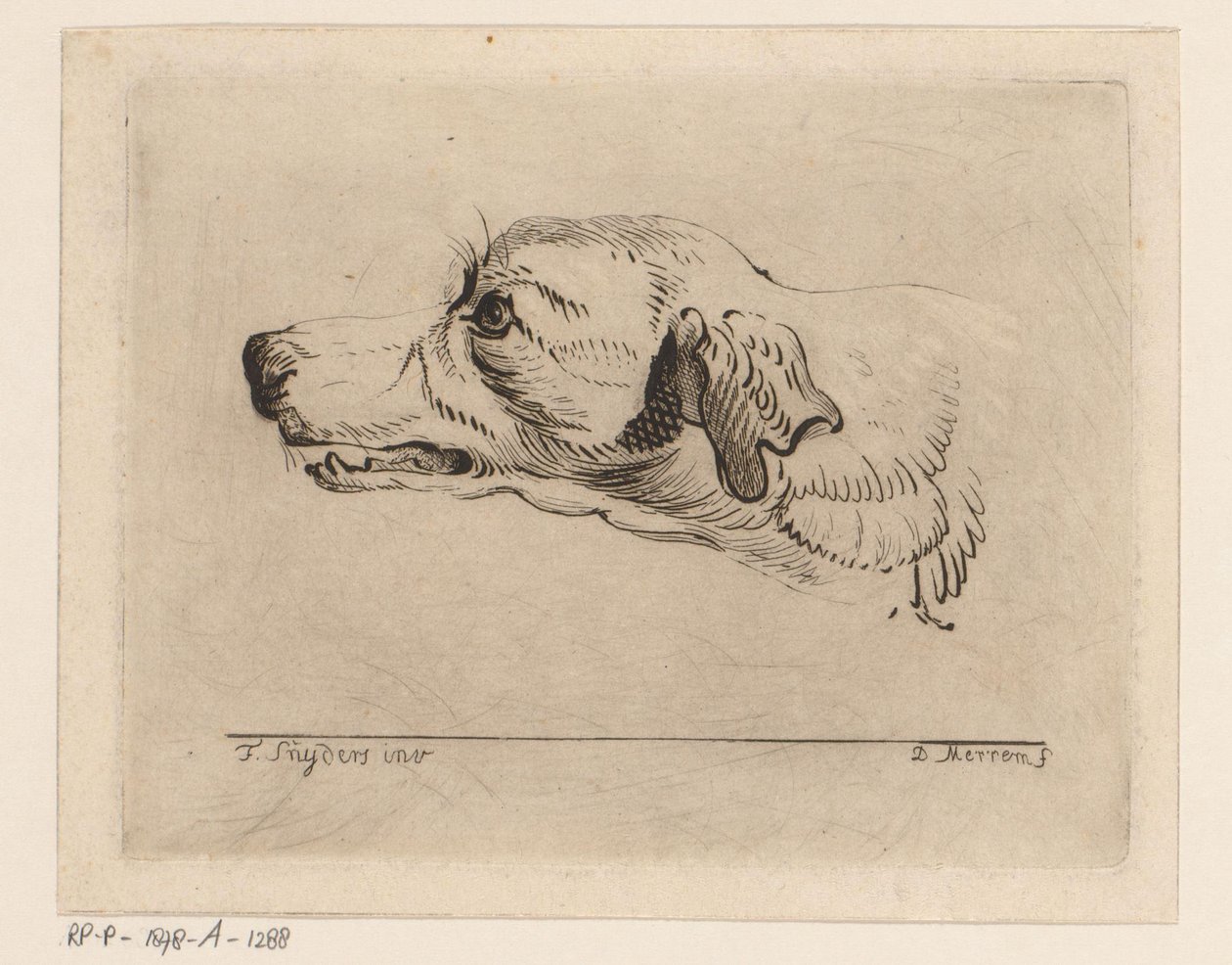 Testa di un cane da D. Merrem