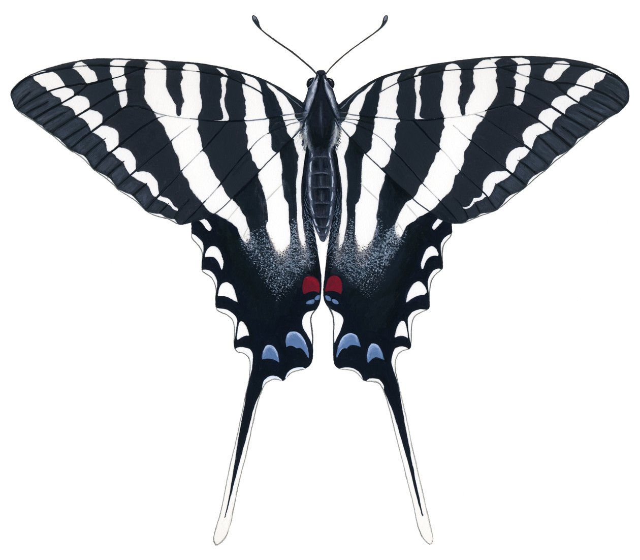 Farfalla Zebra Swallowtail da Damstra Emily