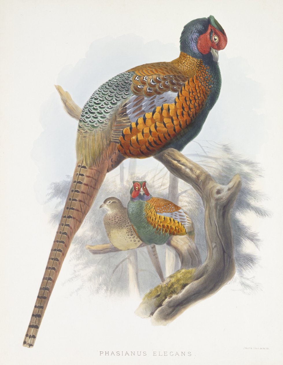 Phasianus Elegans (Fagiano Elegante), 1870-1872 da Daniel Giraud Elliot