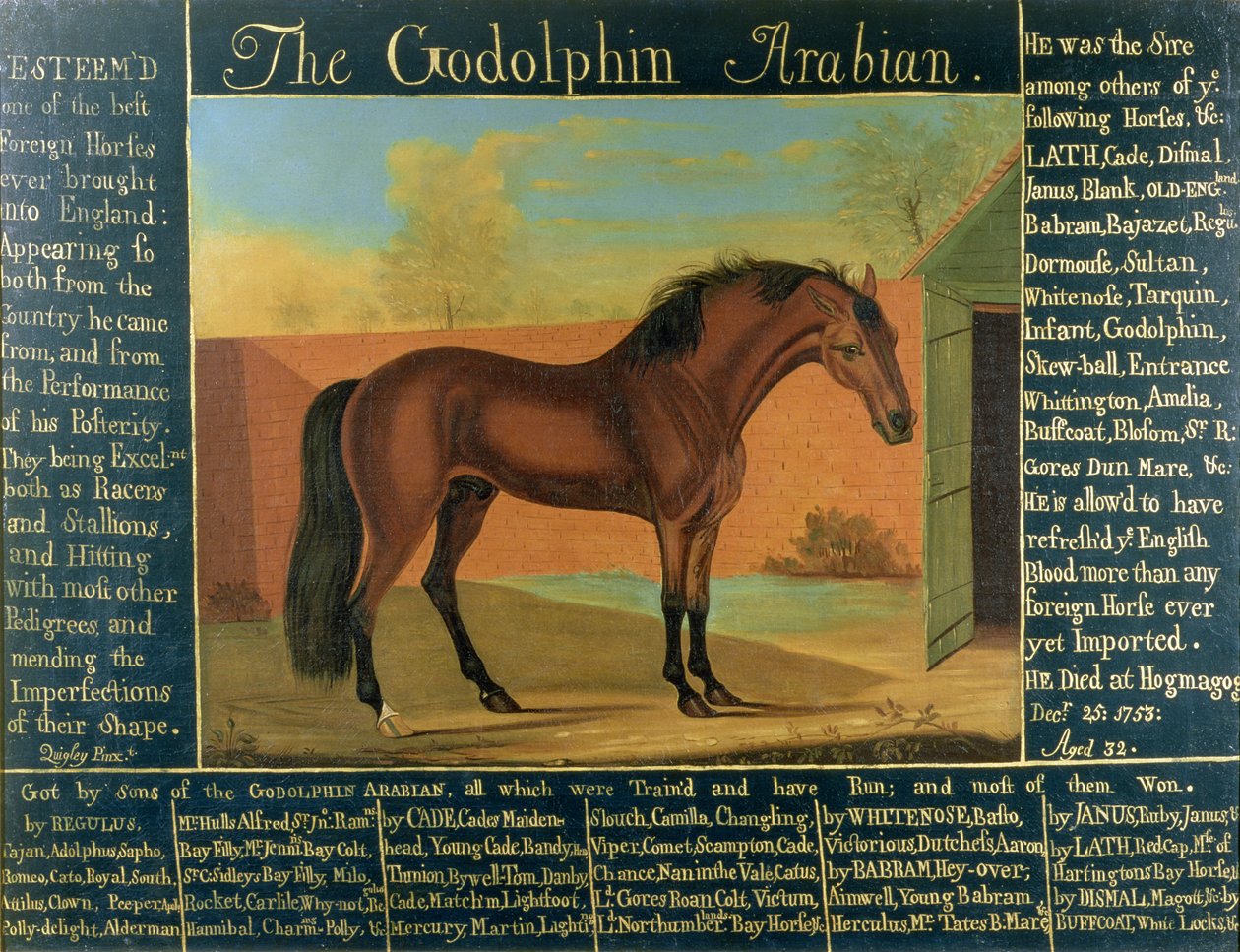 Il Godolphin Arabian da Daniel Quigley