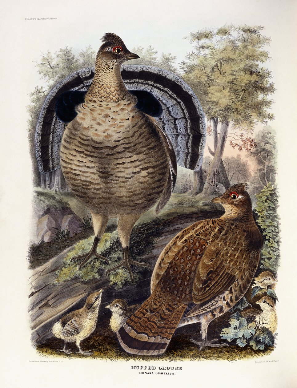 Gallo cedrone da Daniel Girard Elliot