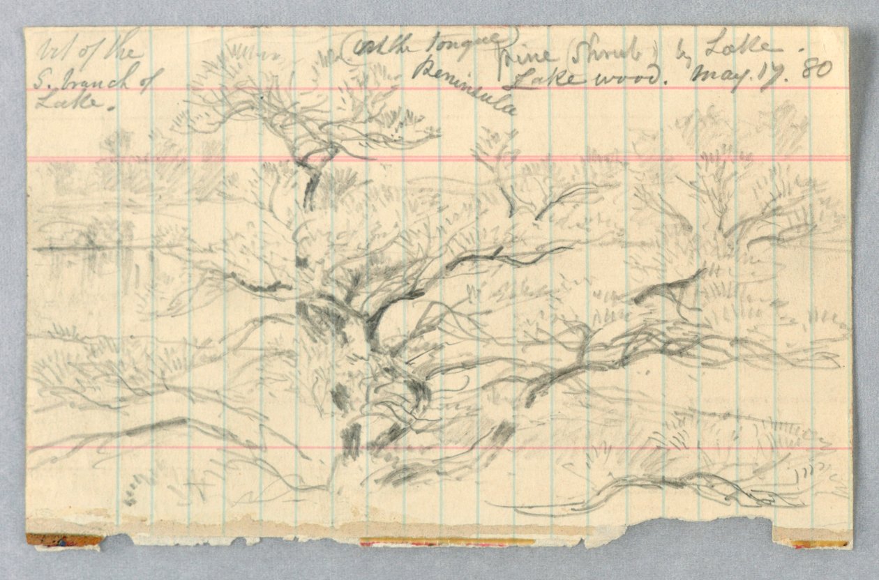 Cespuglio di pini vicino al lago, Lakewood da Daniel Huntington