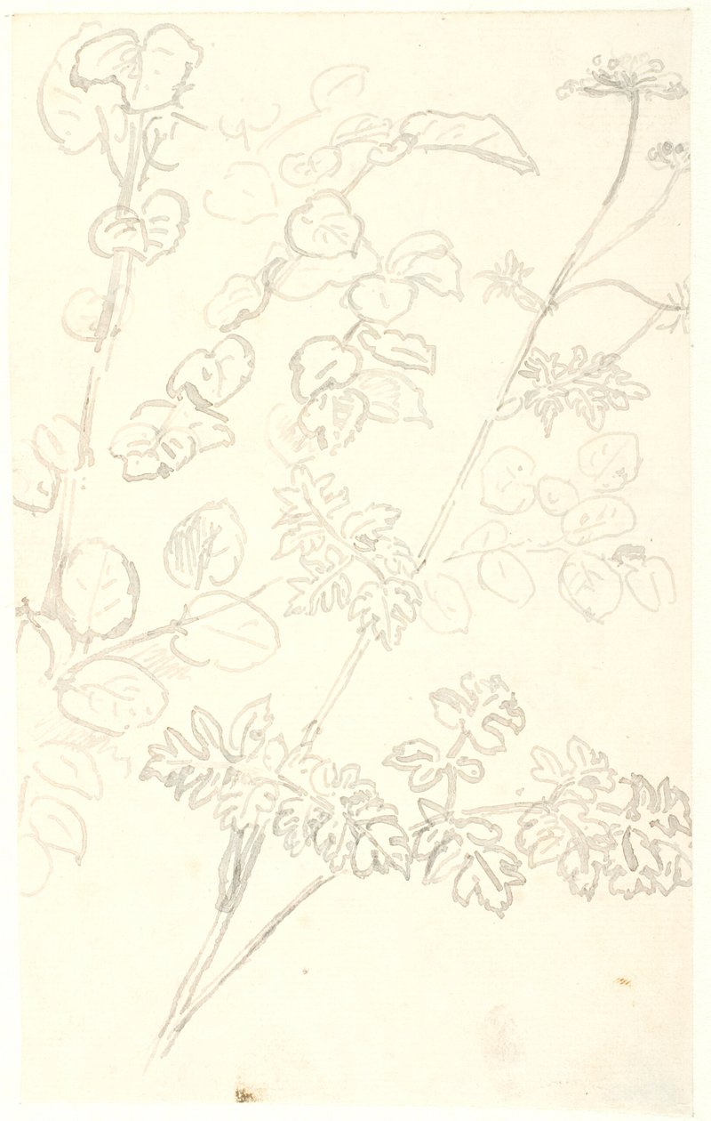 Studi di piante da Dankvart Dreyer