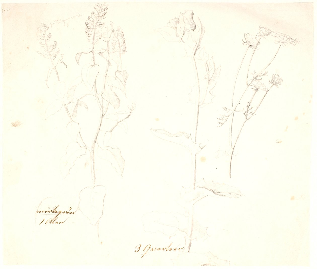 Studi di piante da Dankvart Dreyer