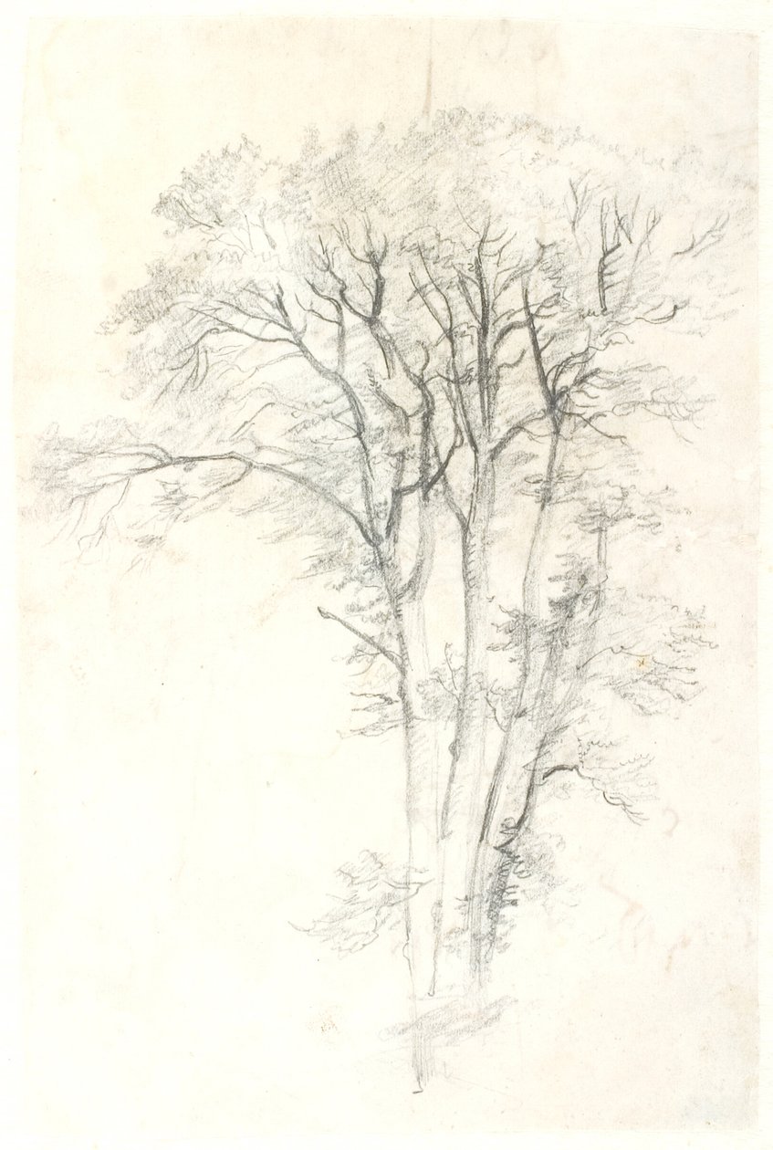 Studio di albero da Dankvart Dreyer