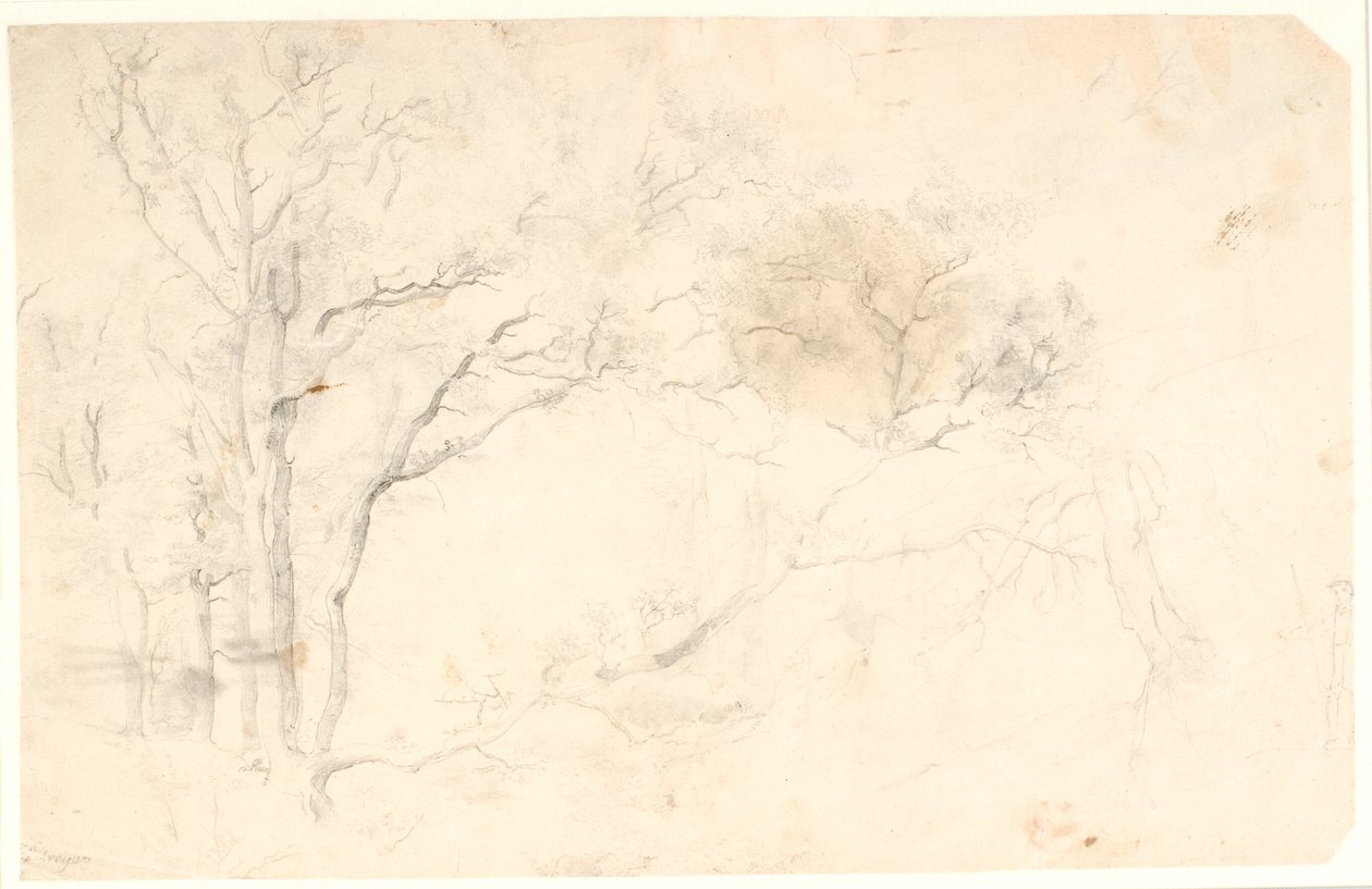 Studi di alberi da Dankvart Dreyer
