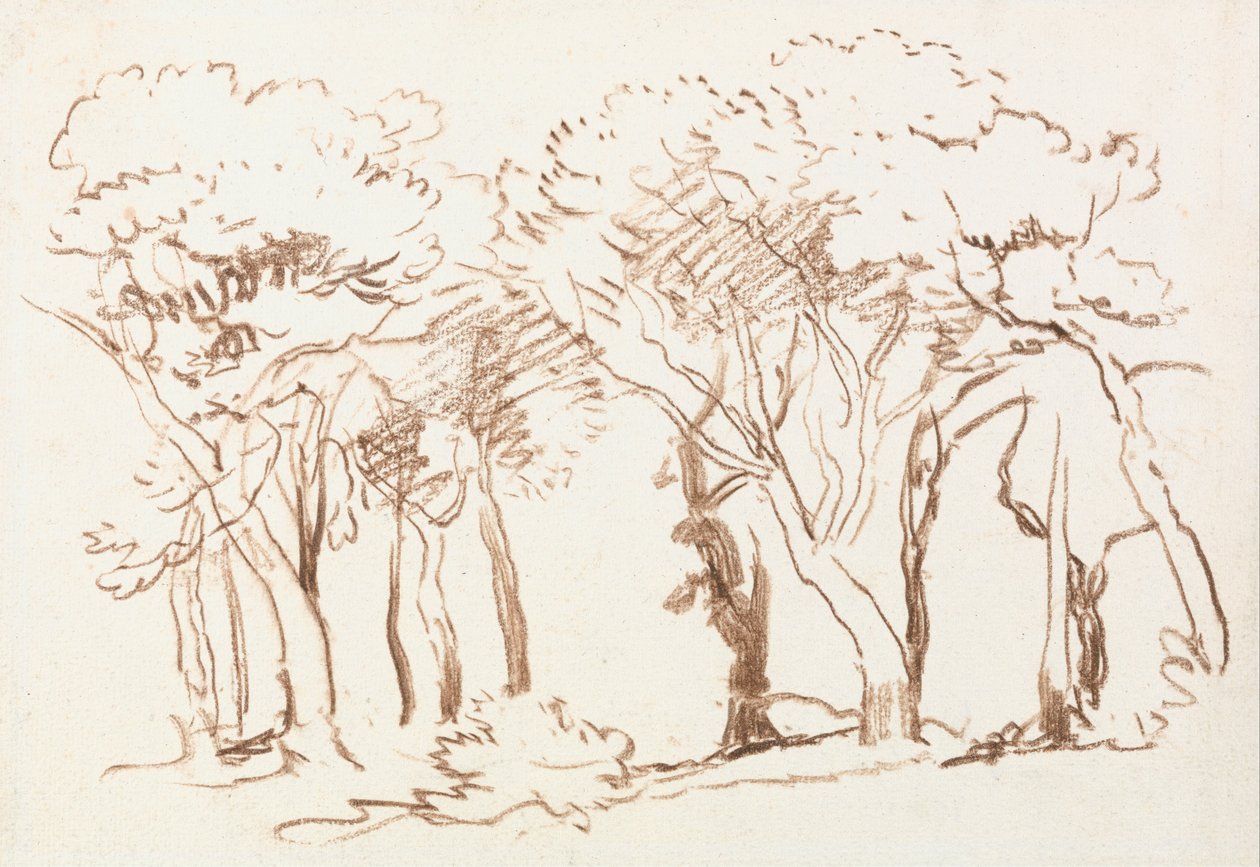 Studio di alberi da David Cox