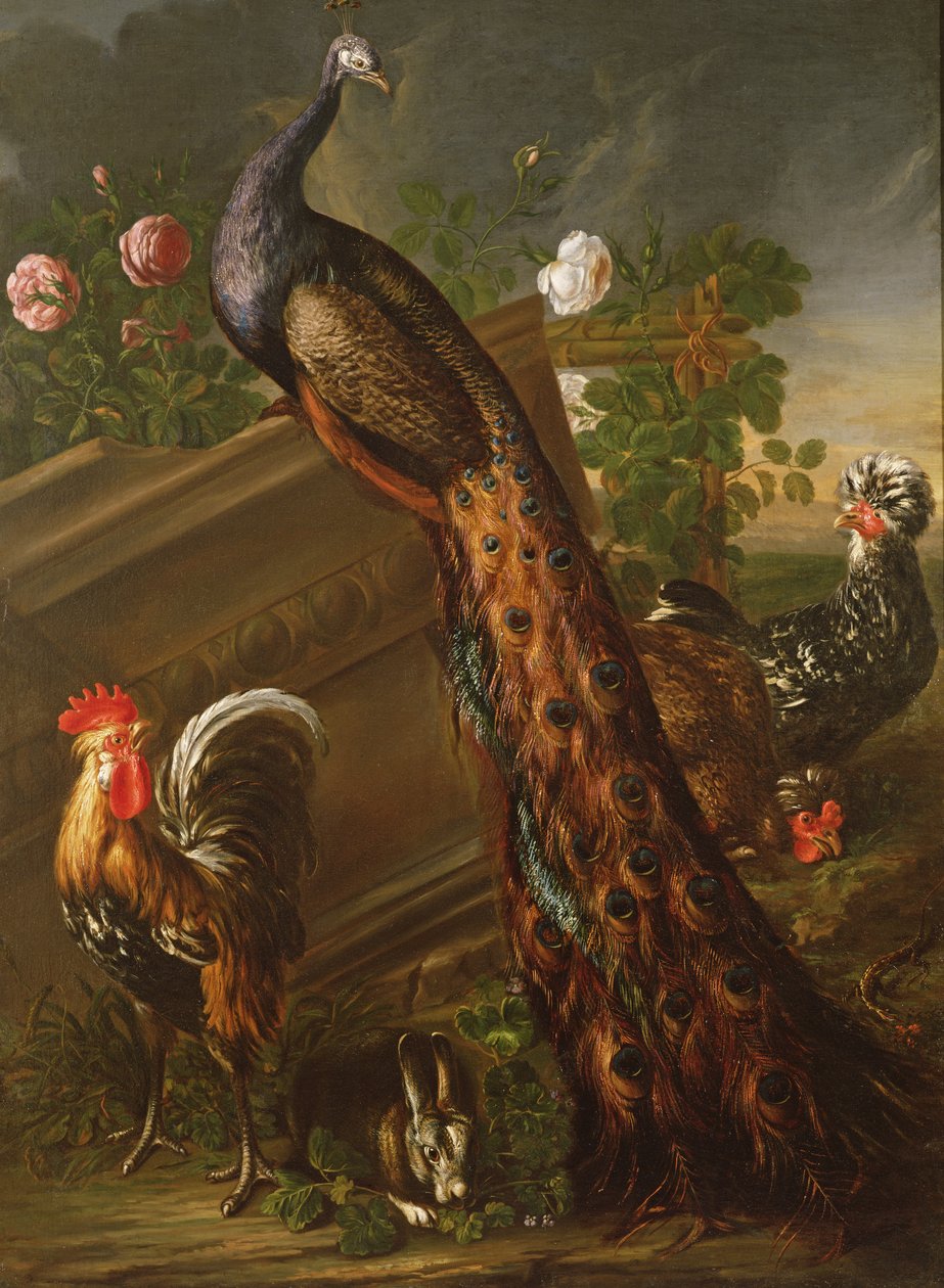Pavone e galli, XVII secolo da David de Koninck