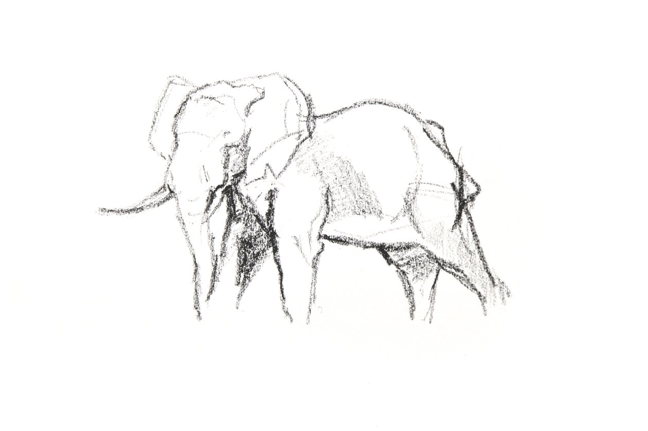 Elefante maschio da David Mayer