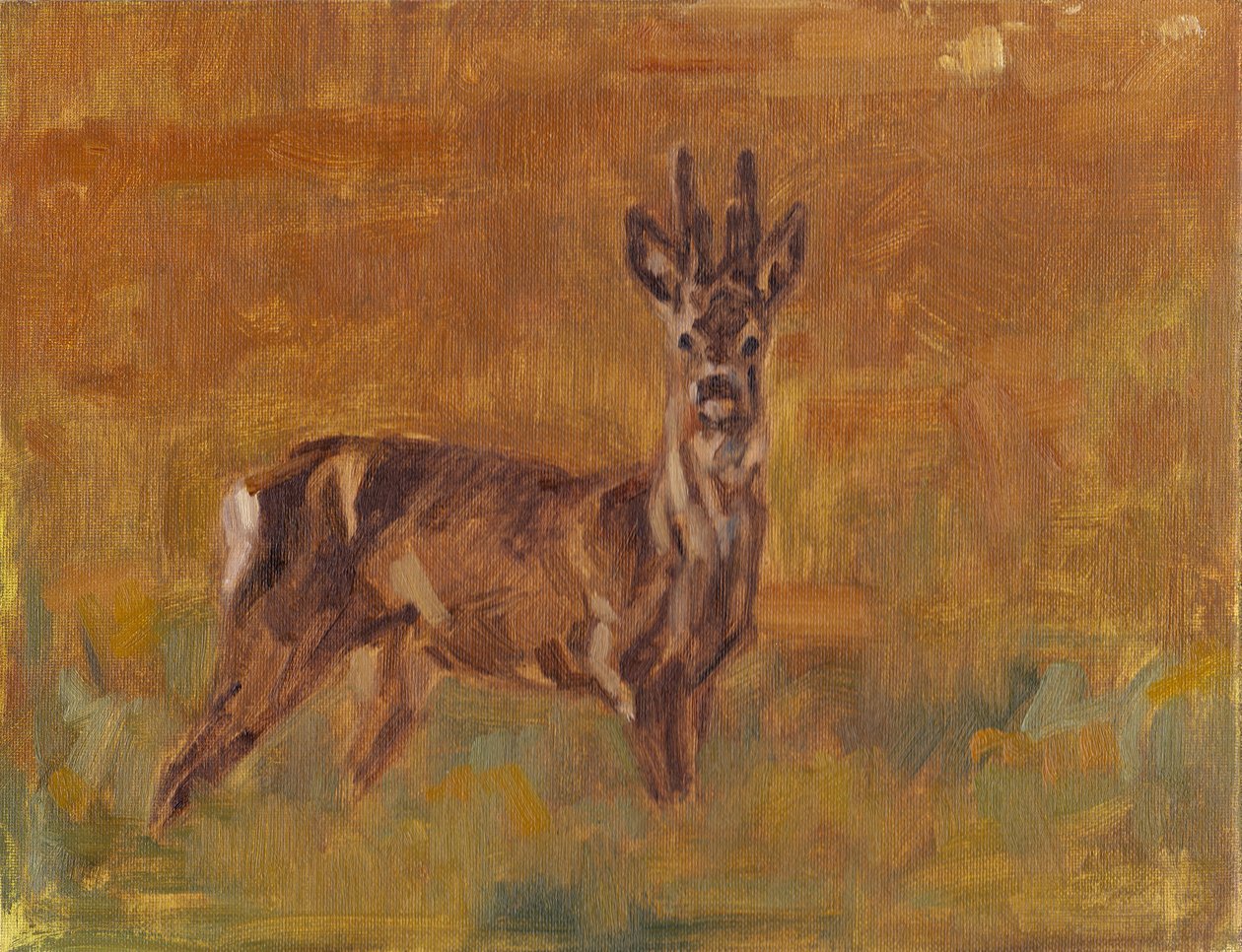 Capriolo, 2021 da David Mayer
