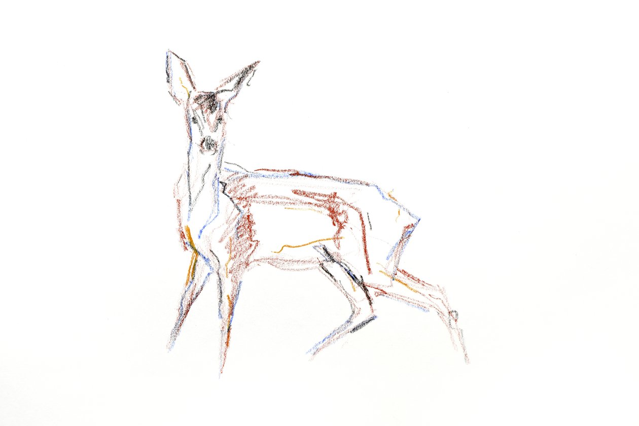 Capriolo Giovane, 2021 da David Mayer