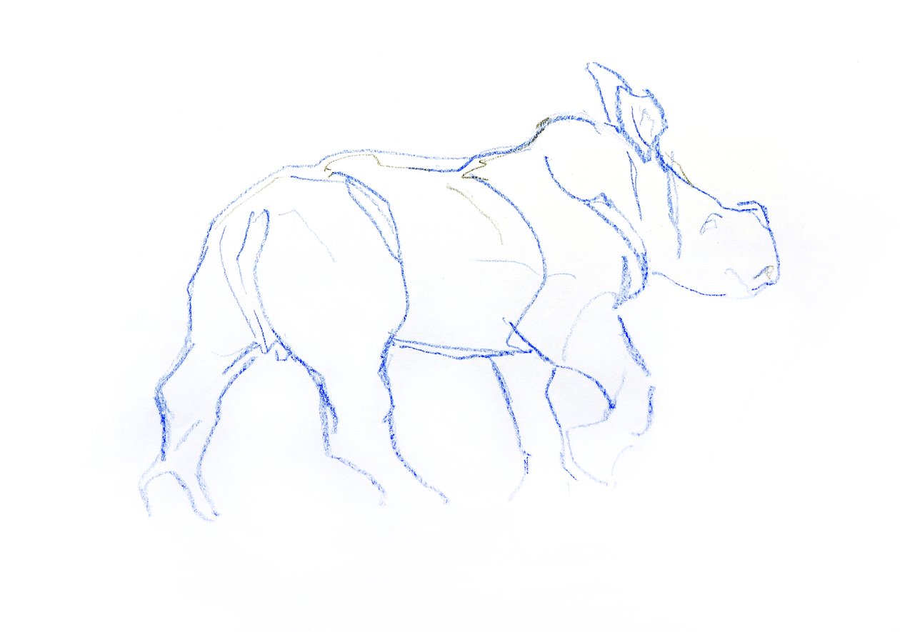 Cucciolo di rinoceronte bianco da David Mayer