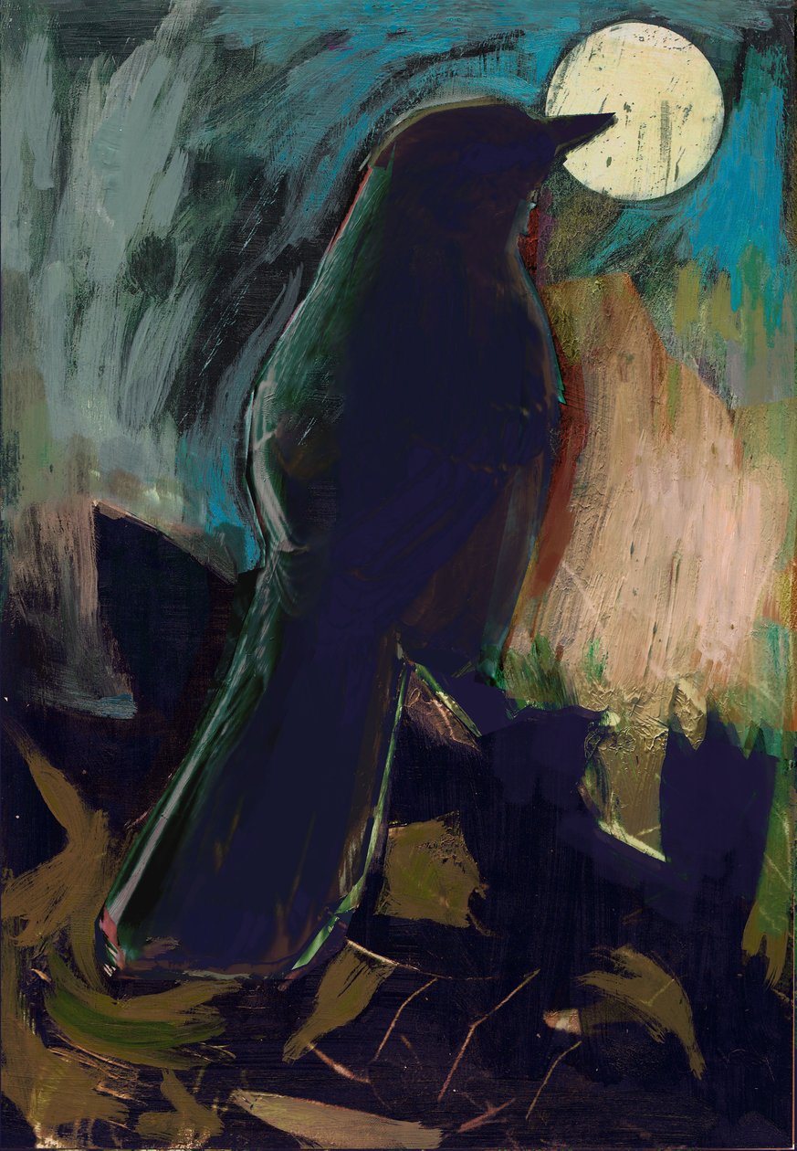 Tordo beffeggiatore, 2016 da David McConochie