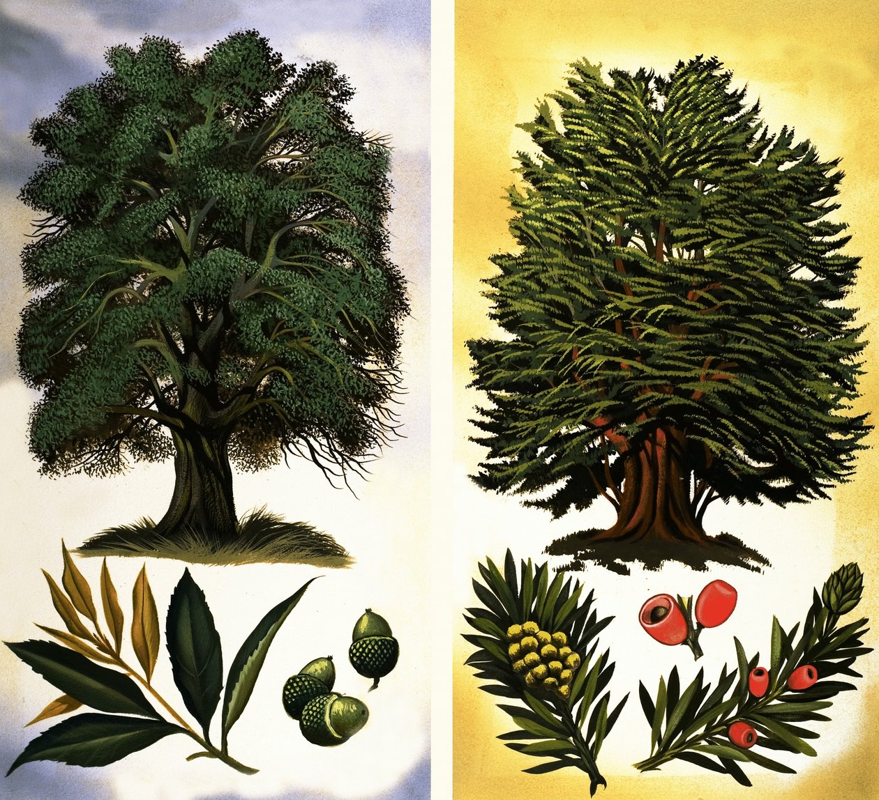 Alberi visibili: Leccio e Tasso da David Pratt