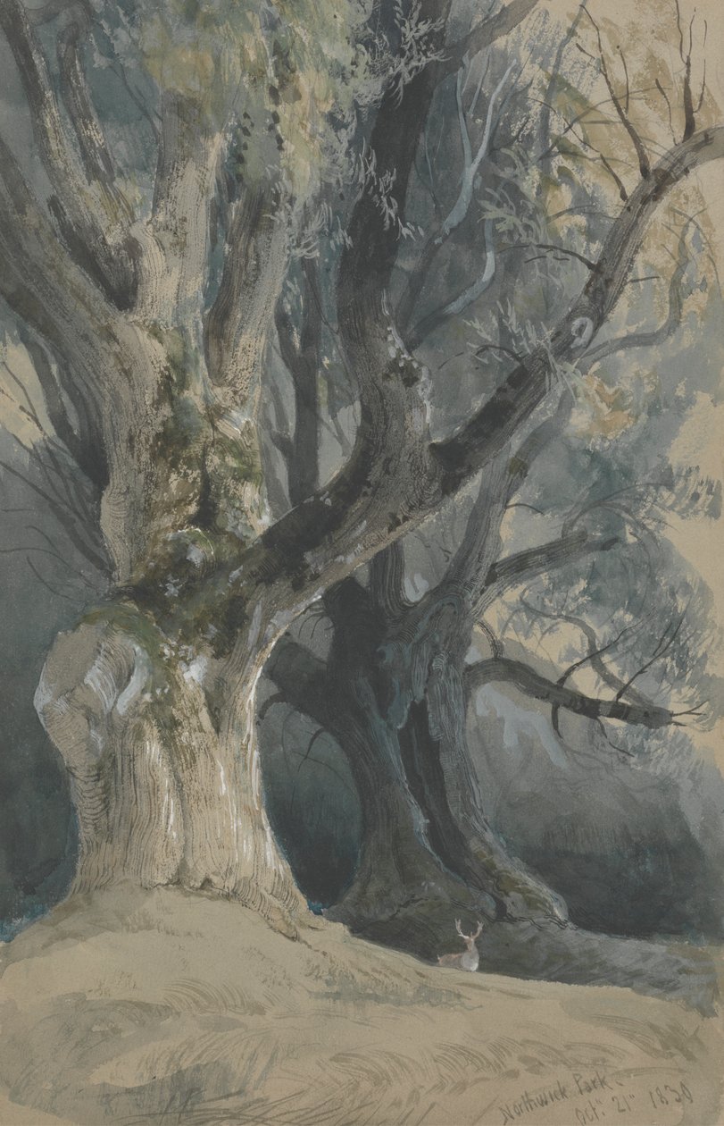 Alberi nel parco di Northwick da David Roberts