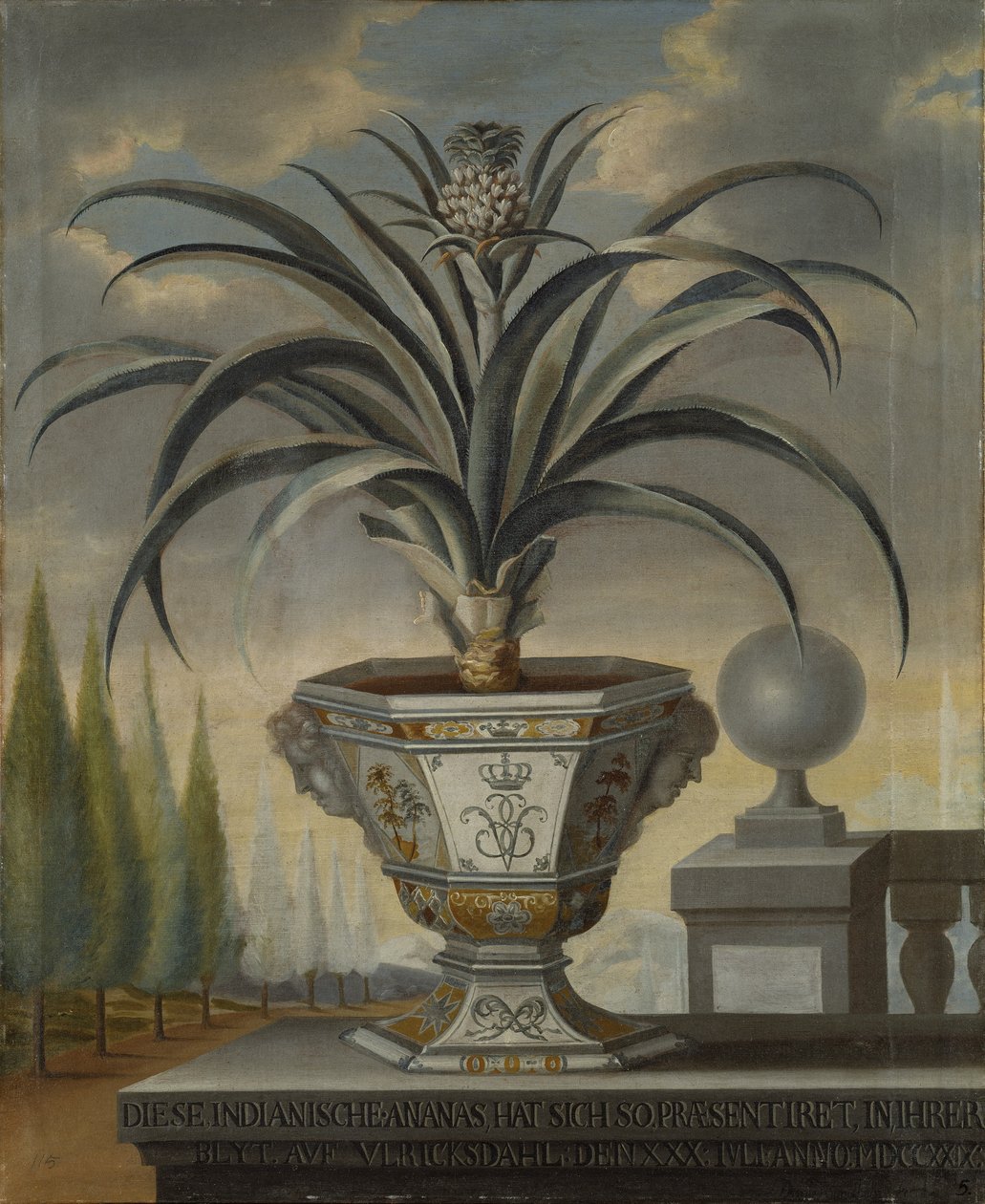 Pianta di ananas, 1729 da David von Coln