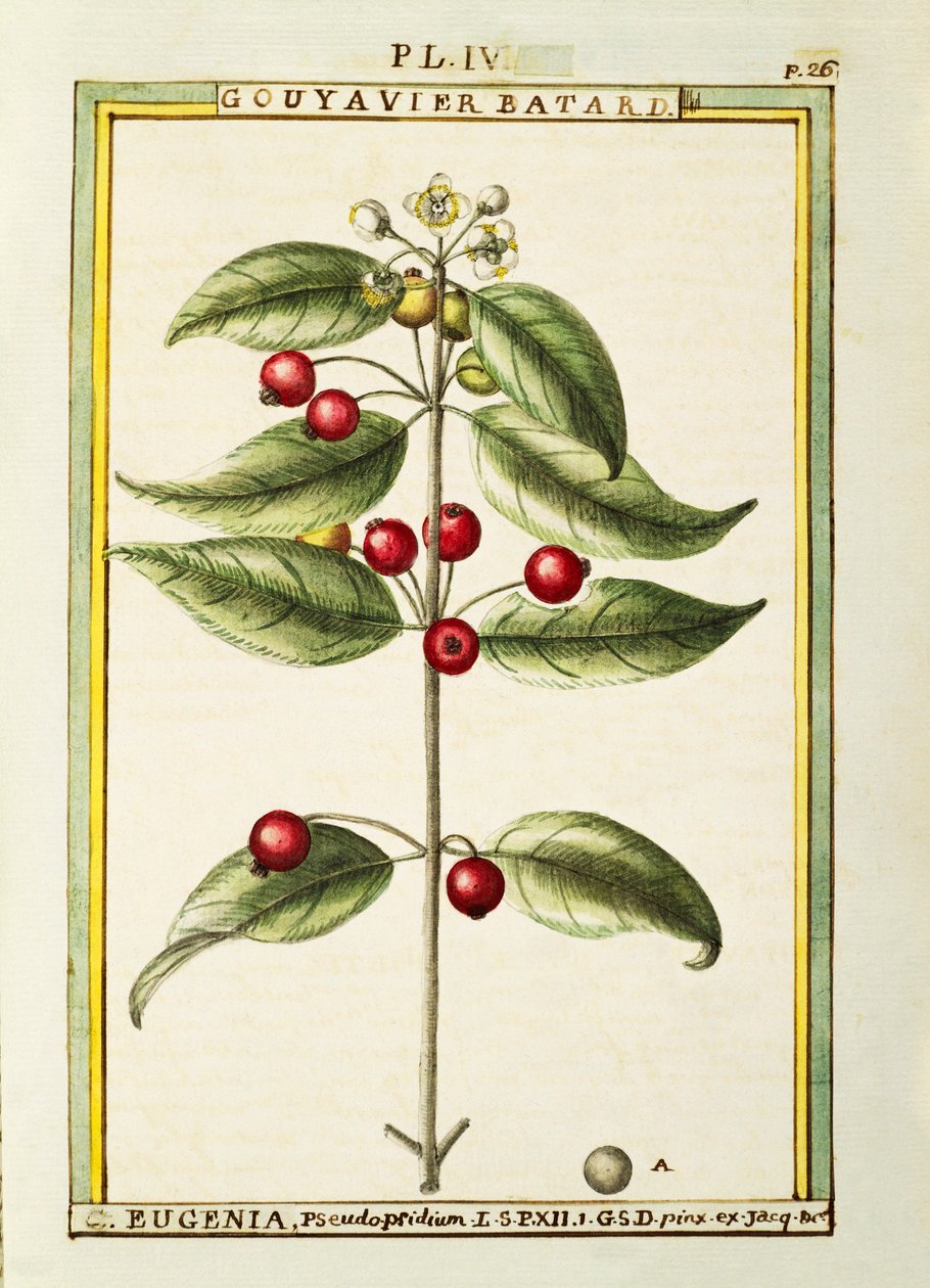 Ciliegia del Brasile (Eugenia pseudo-pridium), acquerello di Delahaye da Delahaye Delahaye