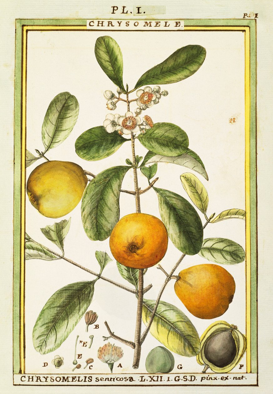 Chrysomele (Chrysomelis senticosa), acquerello di Delahaye da Delahaye Delahaye