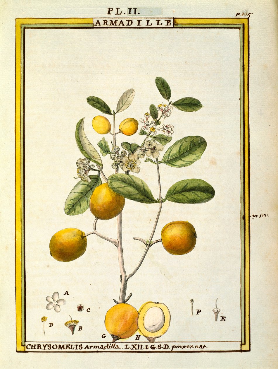 Chrysomelis Armadilla, acquerello di Delahaye da Delahaye Delahaye