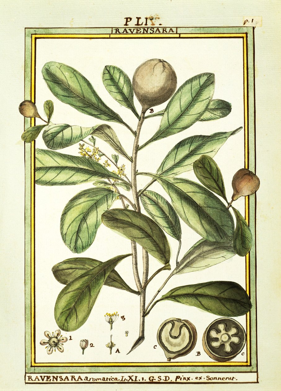 Cryptocarya Aromatica, acquerello di Delahaye da Delahaye Delahaye
