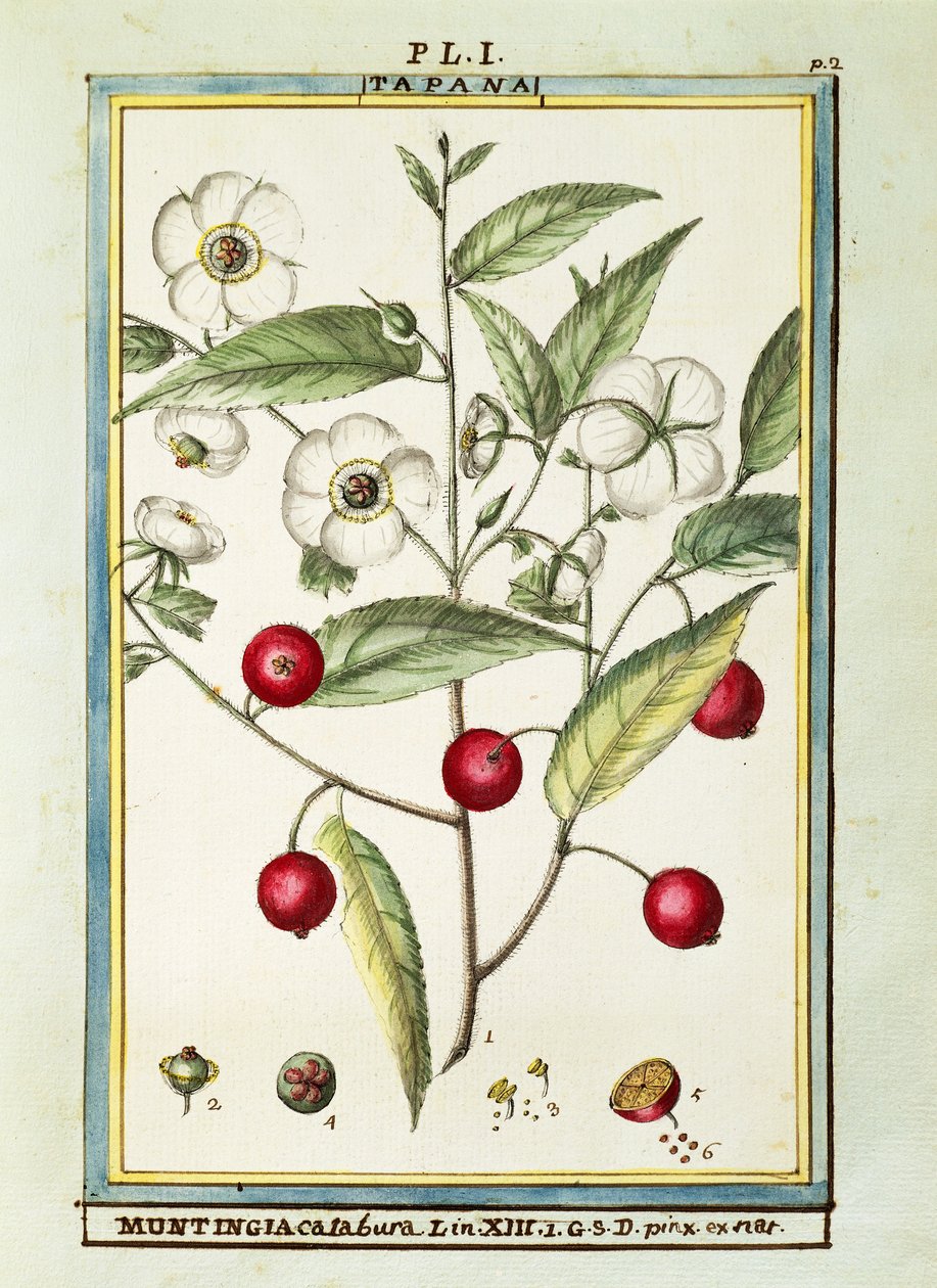 Ciliegia giamaicana (Muntingia calabura), acquerello di Delahaye da Delahaye Delahaye