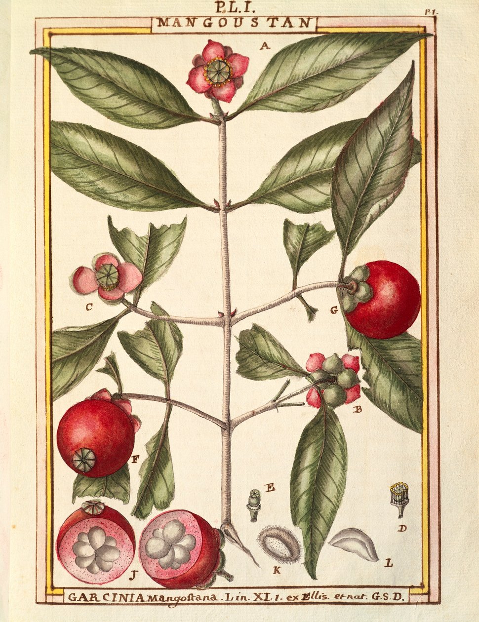 Mangostano (Garcinia mangostana), acquerello di Delahaye da Delahaye Delahaye