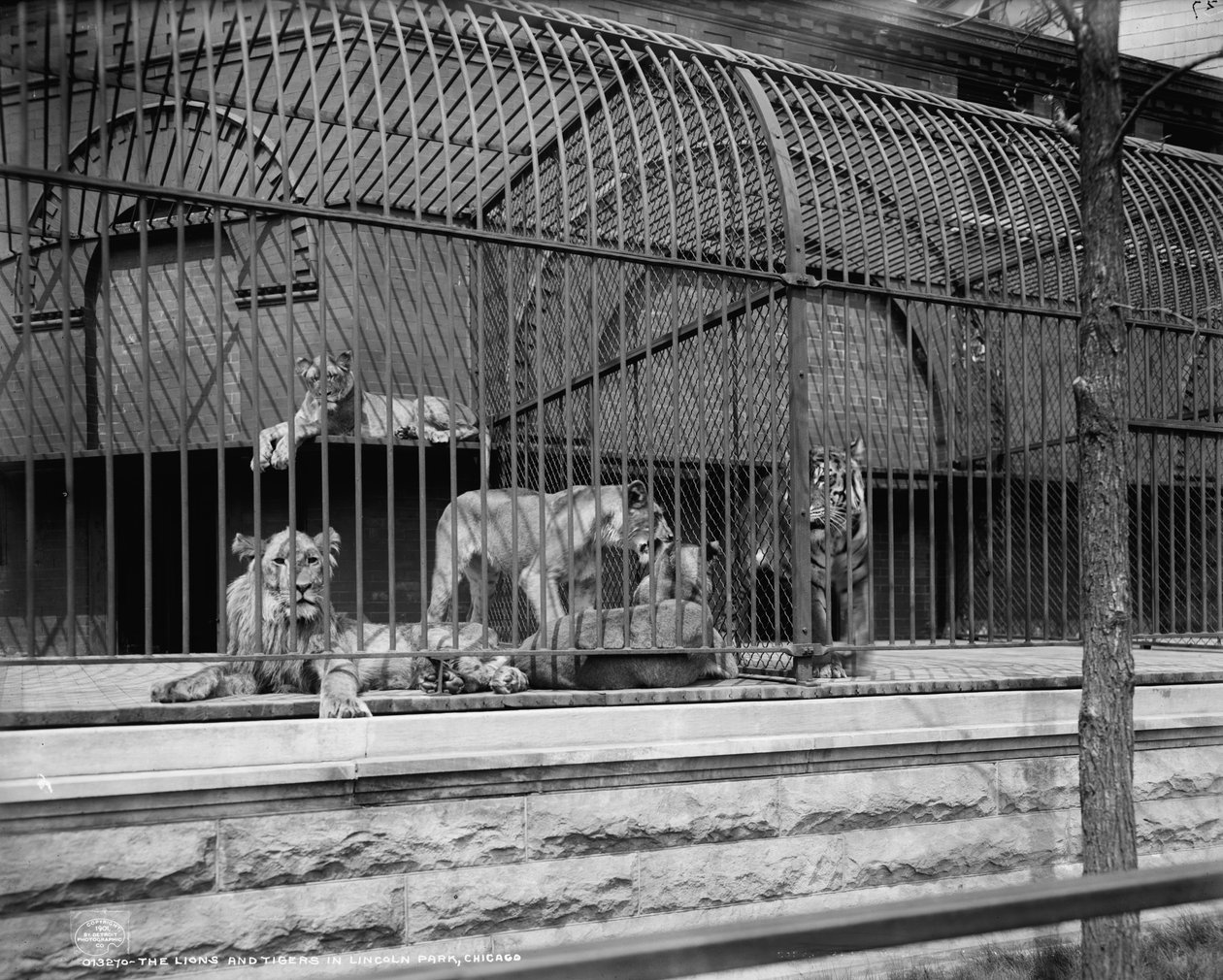 Leoni e tigri nel Lincoln Park, Chicago (c.1901) da Detroit Publishing Co.