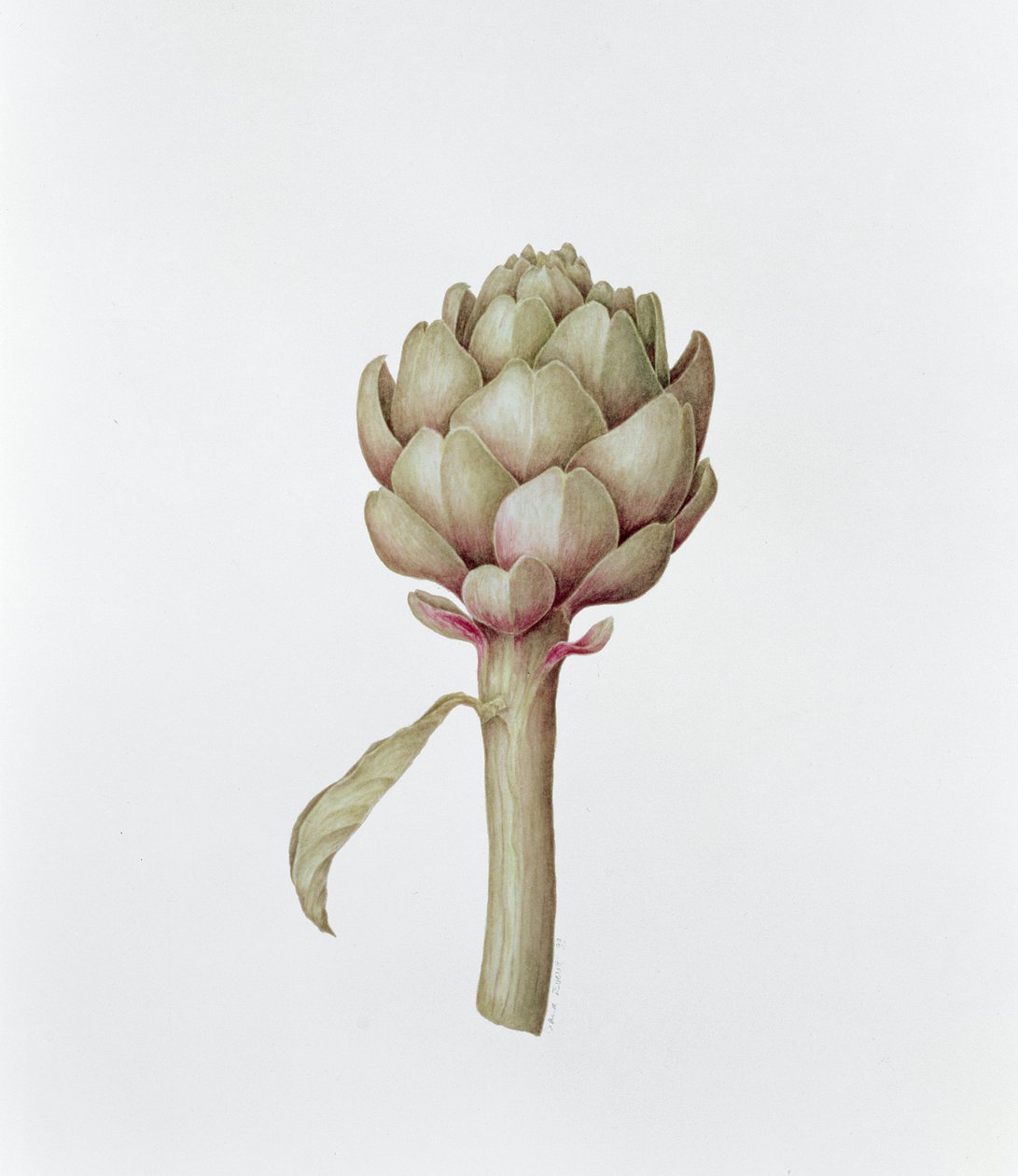 Carciofo, 1999 da Diana Everett
