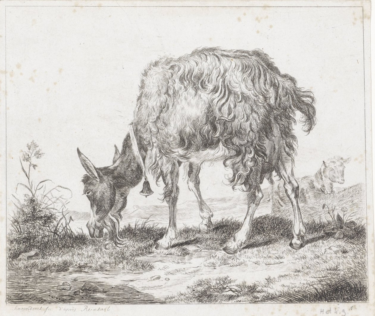 Capra al pascolo con campanello da Diederik Jan Singendonck