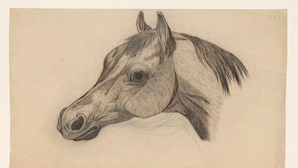 Testa di un cavallo, verso sinistra da Dirk Arnoldus Tavenraat