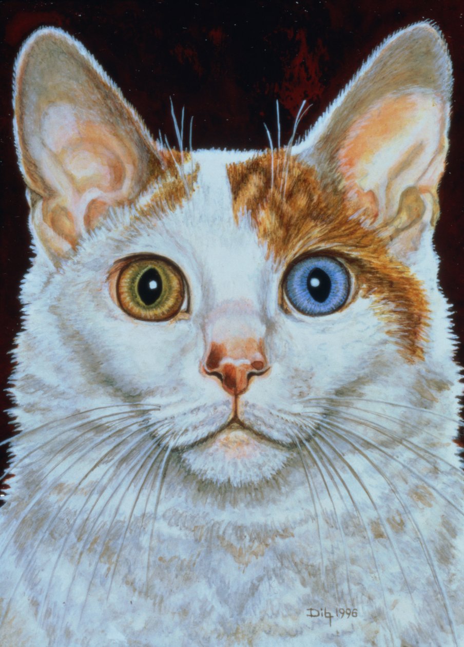 Minette, 1996 da Ditz