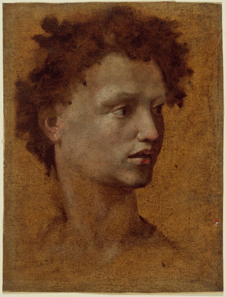 Capo di un gruppo di giovani da Domenico Beccafumi