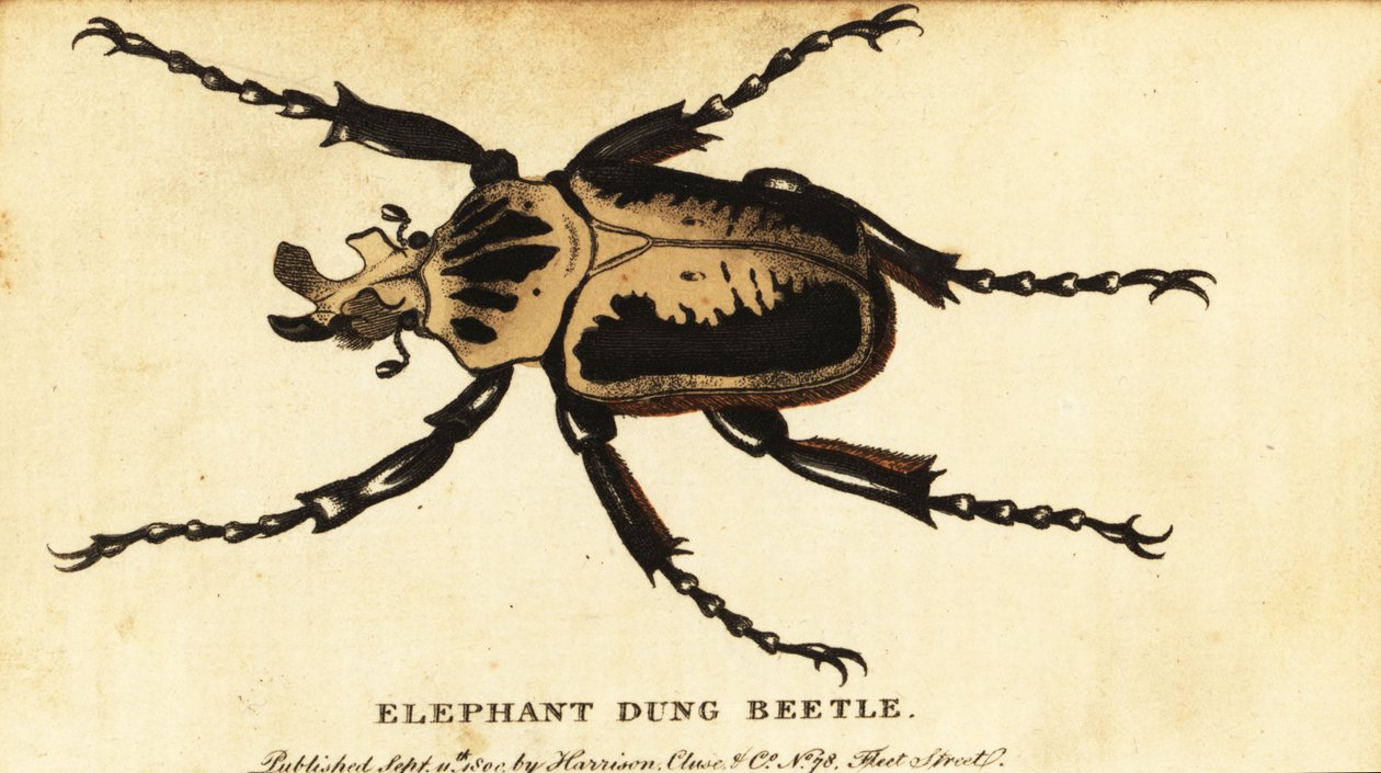 Goliathus regius (incisione) da Dru Drury