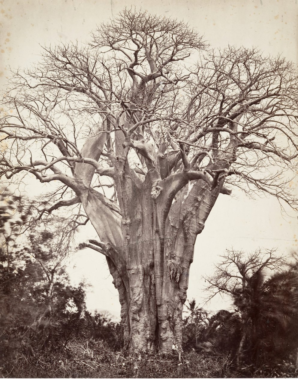 Baobab a Mohéli, 1863 da Désiré Charnay