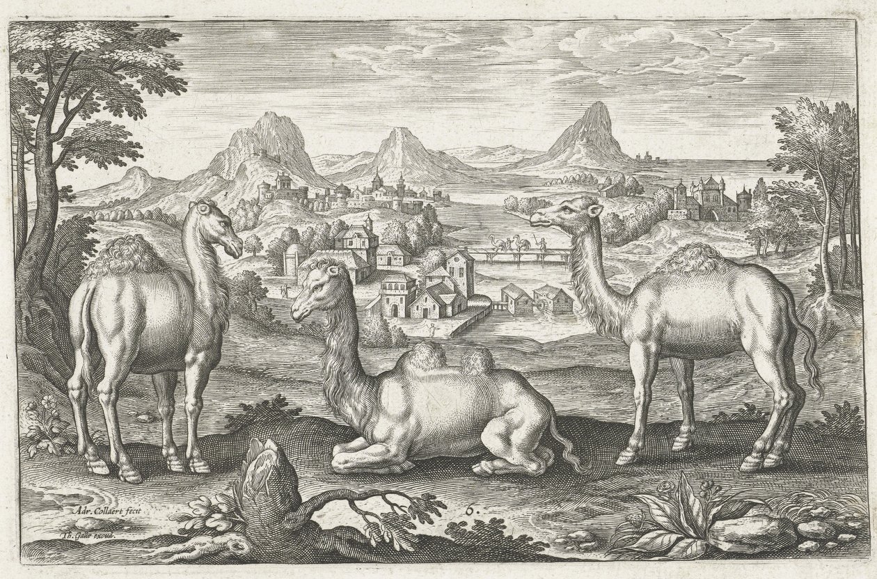 Tre cammelli, inciso da Adriaen Collaert da Dutch School