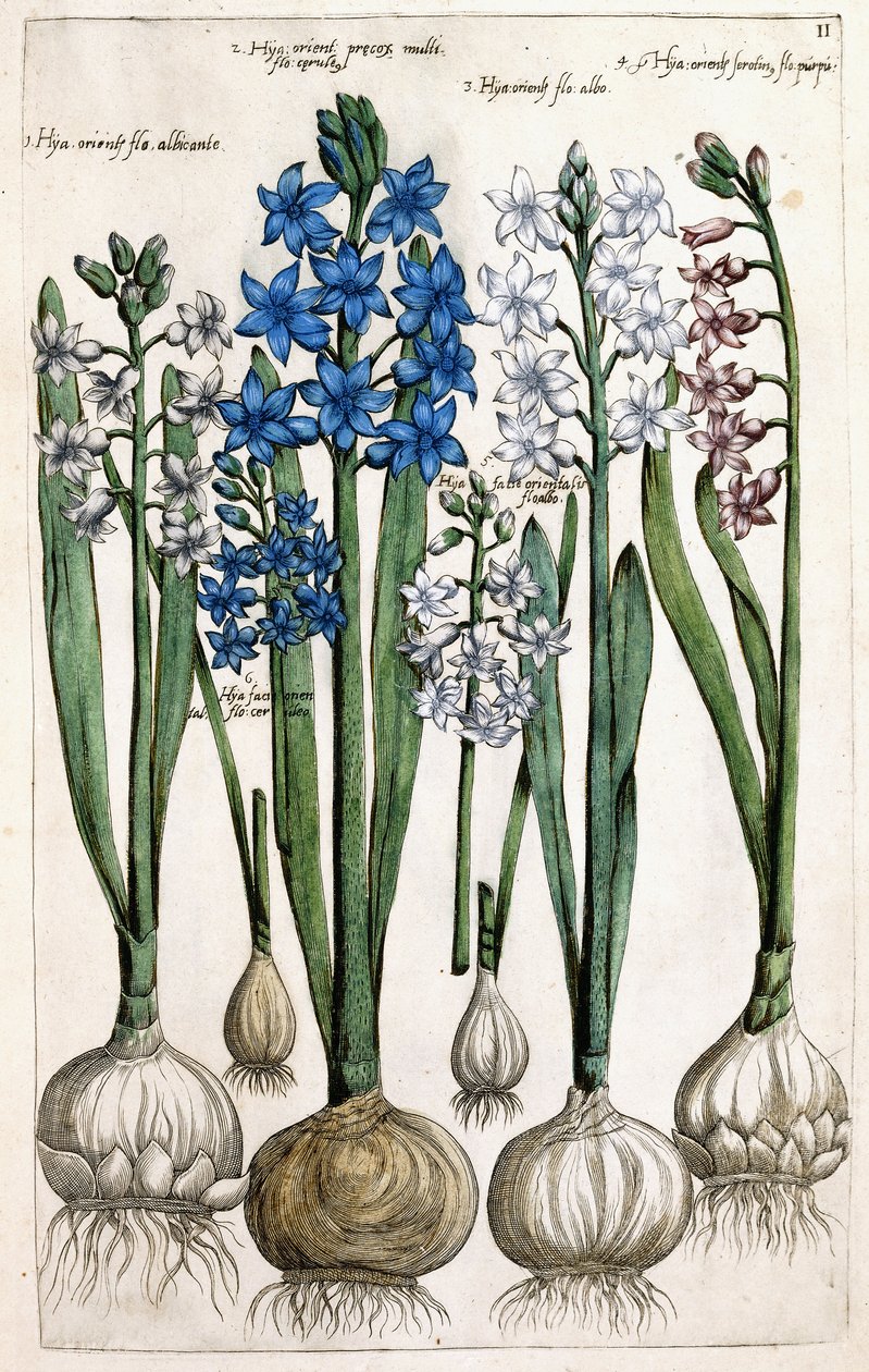 Giacinti da Dutch School