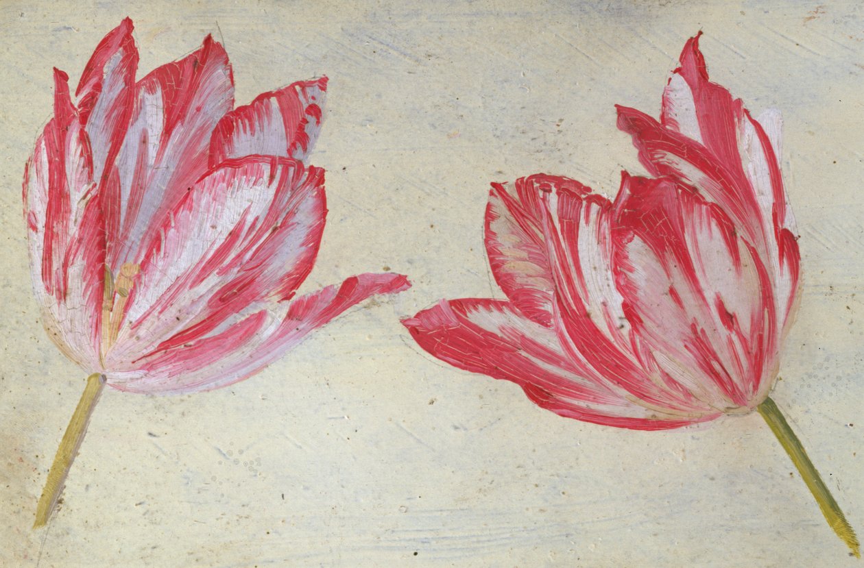 Studi di tulipani, c.1830 da Dutch School