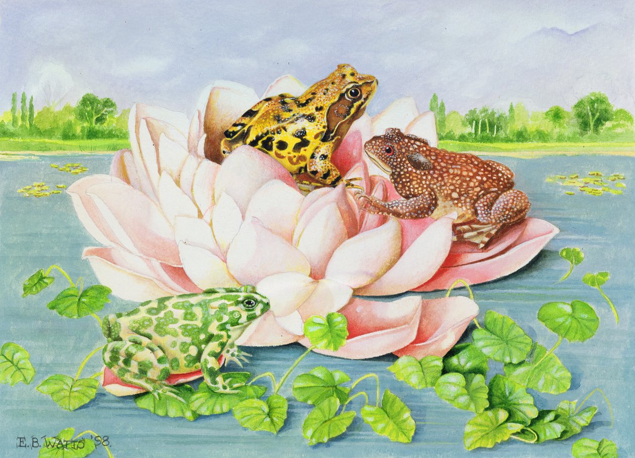 Ninfea, 1998 da E.B. Watts