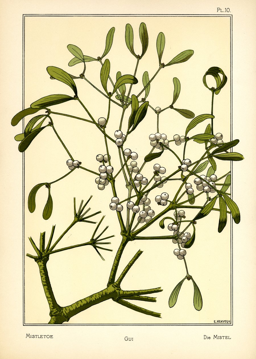 Il Vischio da E. Hervegh