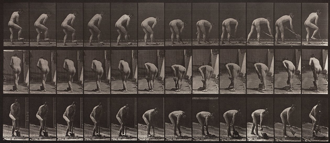 Locomozione animale, Tavola 388 da Eadweard Muybridge