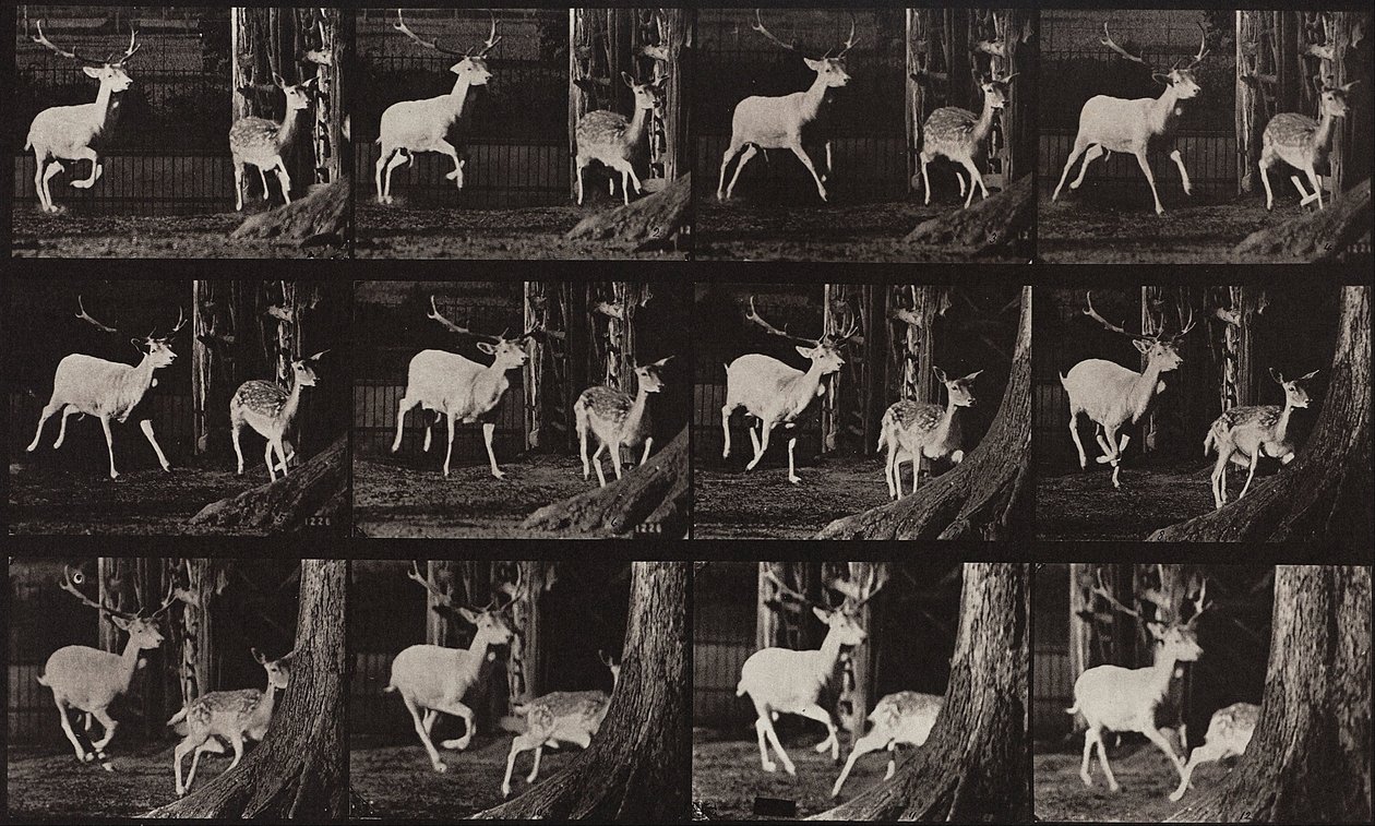 Locomozione animale, Tavola 686 da Eadweard Muybridge