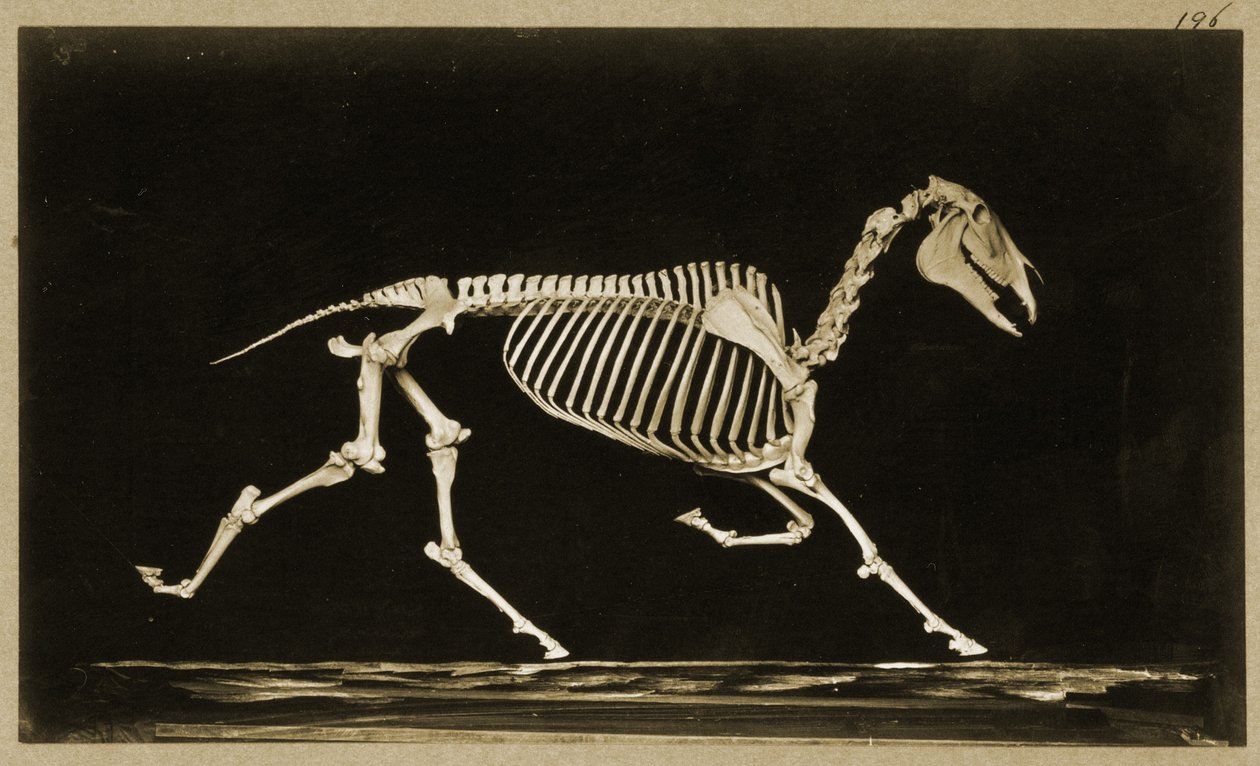 Scheletro di un cavallo in corsa da Eadweard Muybridge