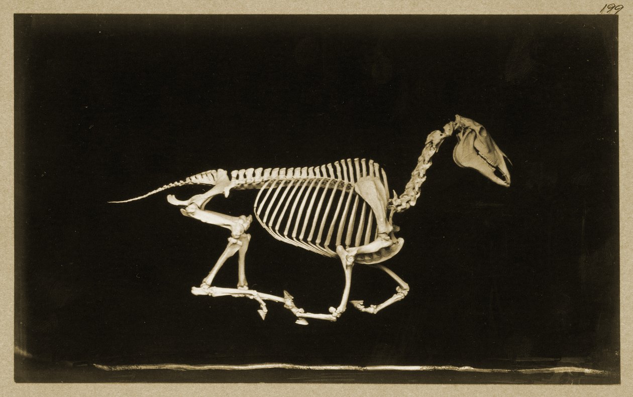 Scheletro di un cavallo in corsa da Eadweard Muybridge